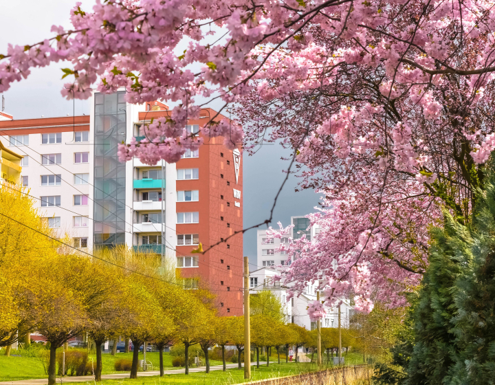 Hochhaus auf der Dresdener Strasse, davor blühender Flieder